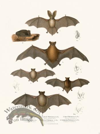 Bats of the World 03